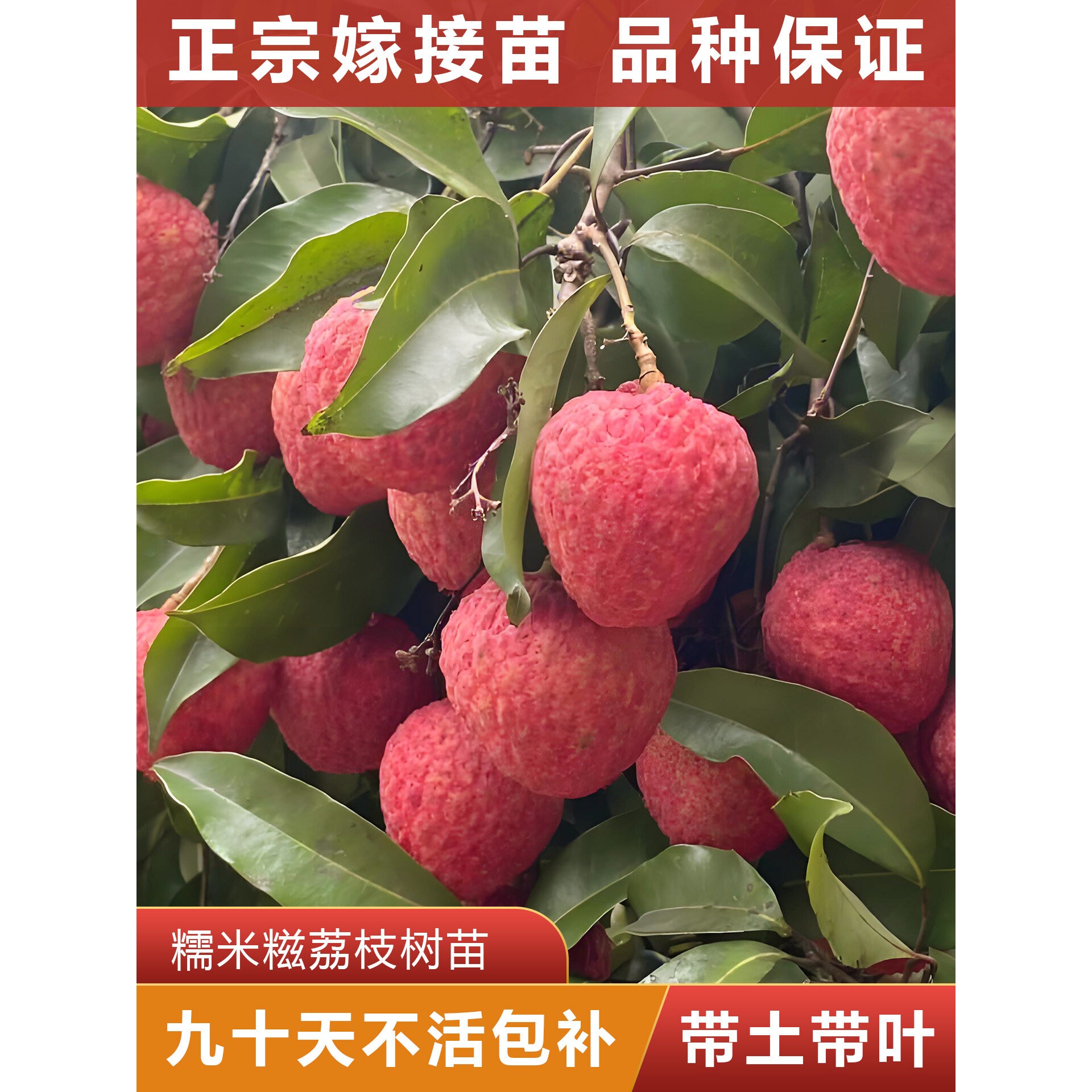 糯米糍荔枝树苗 正宗嫁接苗 可盘栽地栽 原杯原土带叶发货