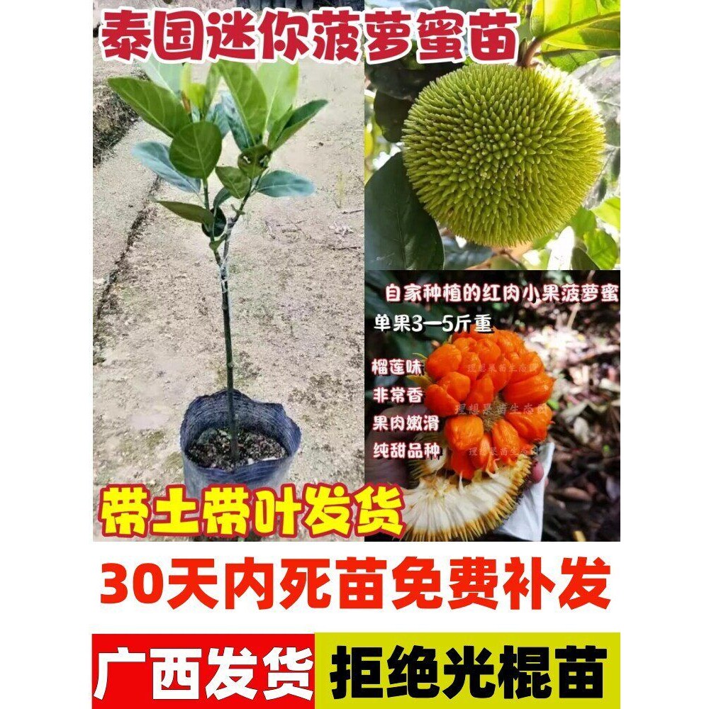 新品种迷你小菠萝蜜果树苗泰国红肉菠萝蜜嫁接苗盆栽地栽当年结果