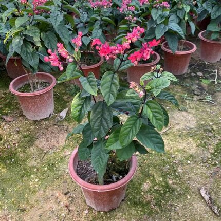 九龙吐珠盆栽花带花发货观花植物龙吐珠花四季开花包邮开花不断