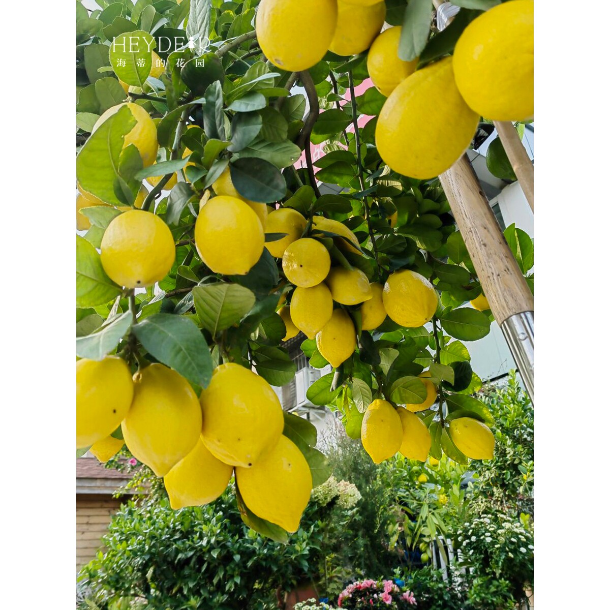 海蒂的花园 香水柠檬树苗脆皮金桔盆栽桔子树枇杷盆栽南方果树苗