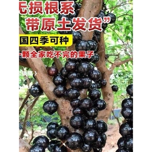 嘉宝果苗树苗树葡萄苗果树 艾斯卡沙巴四季红妃嘉宝果苗大树带果