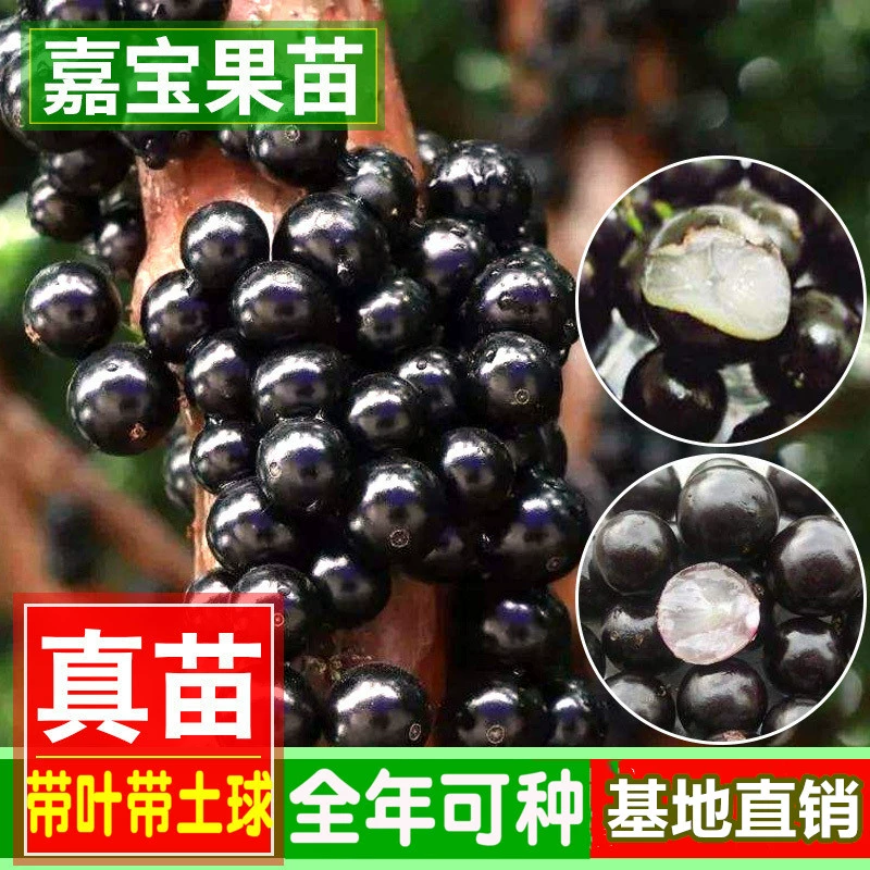嘉宝果树苗树葡萄带叶嫁接台湾四季早生沙巴果苗名贵水果当年结果