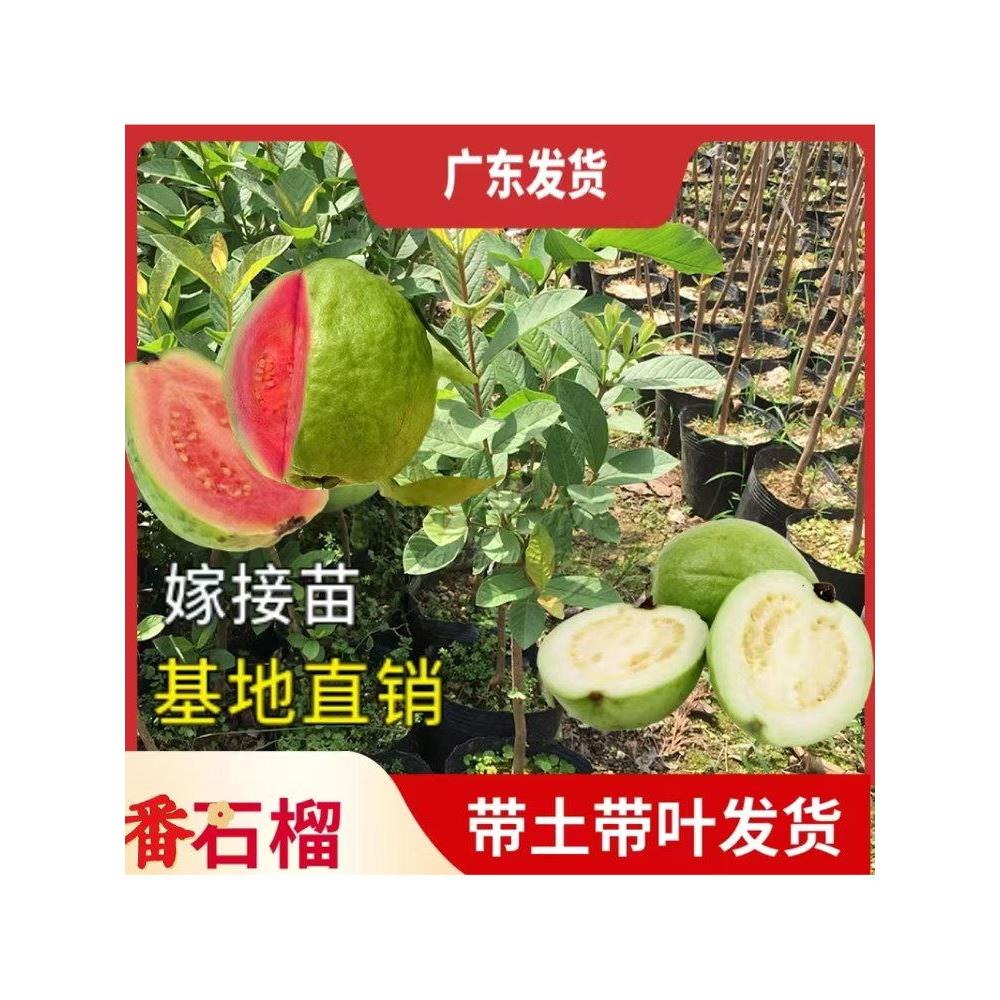 番石榴果树苗嫁接红心芭乐苗西瓜红红宝石番石榴芭乐果树当年结果
