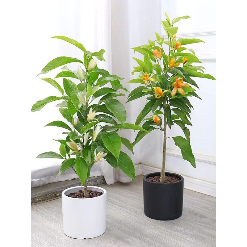 白兰花盆栽黄兰花树苗浓香型花卉阳台室内开花好养黄角兰