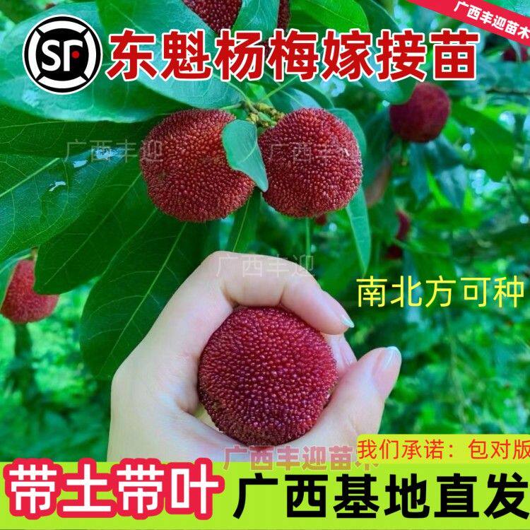 东魁杨梅嫁接苗新鲜果树苗南北方可种带土带叶广西基地直发