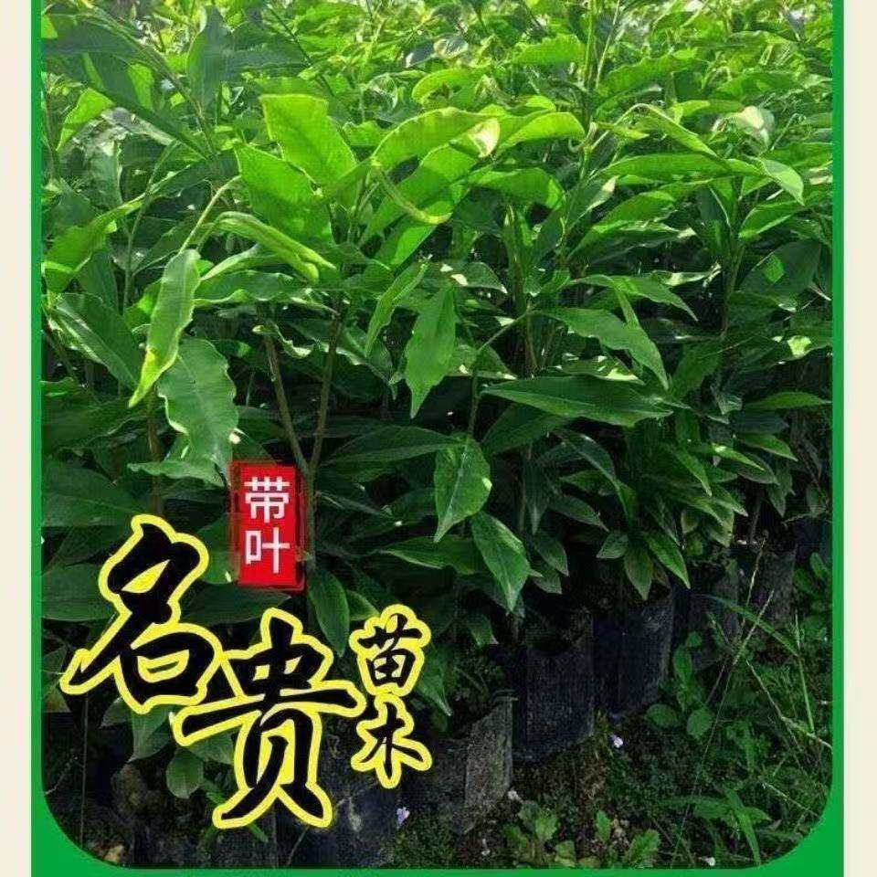正宗海南沉香树苗适合南方北方种植树苗耐寒耐热名贵苗木常青带叶