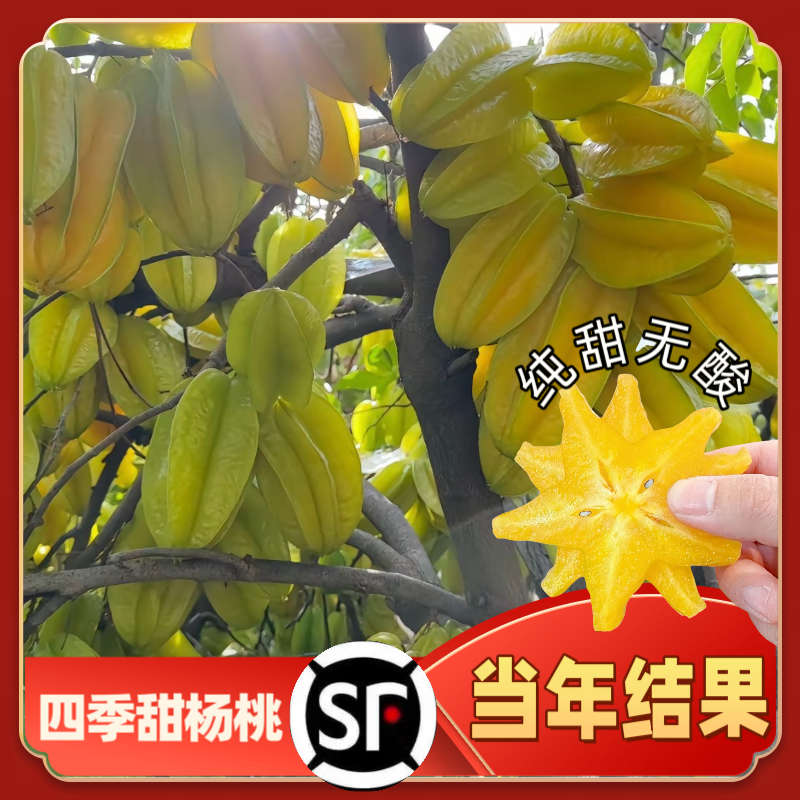 马来西亚杨桃树果苗四季结果甜杨桃盆栽地栽黄桃树苗南方北方种植