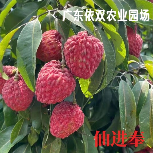 高州正宗仙进奉荔枝嫁接苗仙进奉良品嫁接易种活树苗高产2年苗带