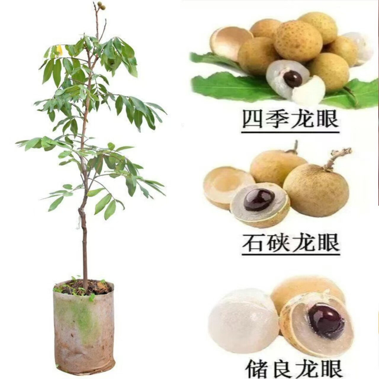四季龙眼嫁接苗果树苗南方种植石硖龙眼桂圆当年结果龙眼大果