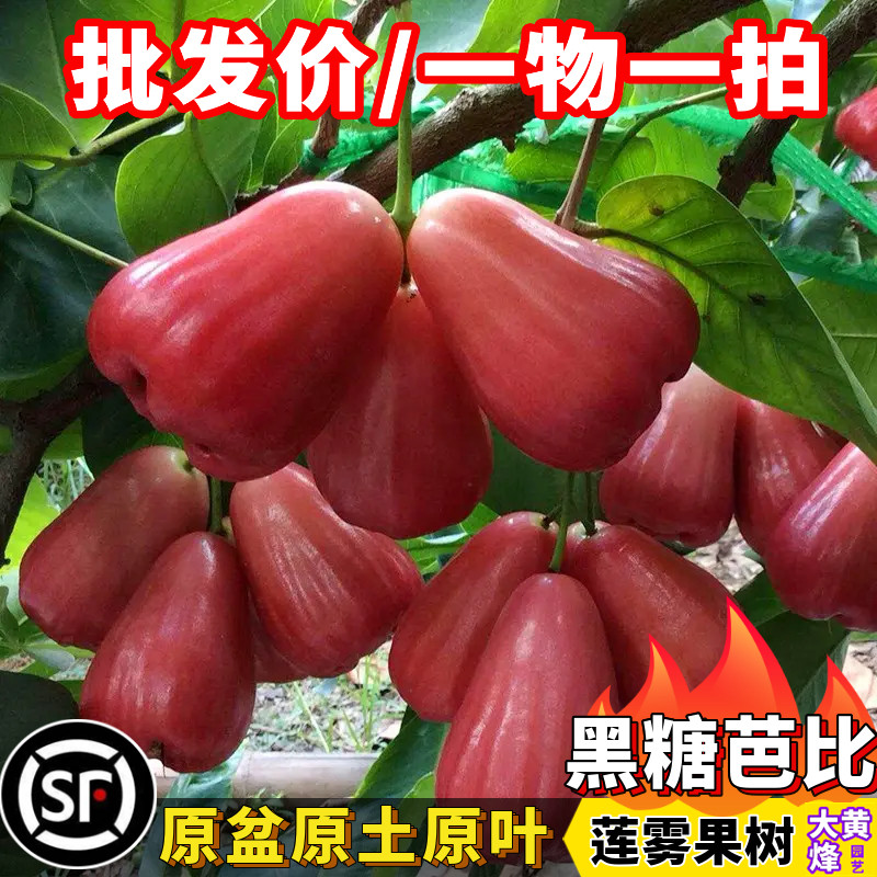 莲雾苗台湾黑金刚莲雾苗黑糖芭比大叶红莲雾嫁接苗庭院盆栽树苗