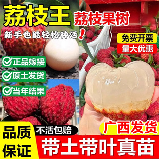 荔枝王嫁接果树苗妃子笑桂味马贵无核荔枝苗盆地栽南北方当年结果