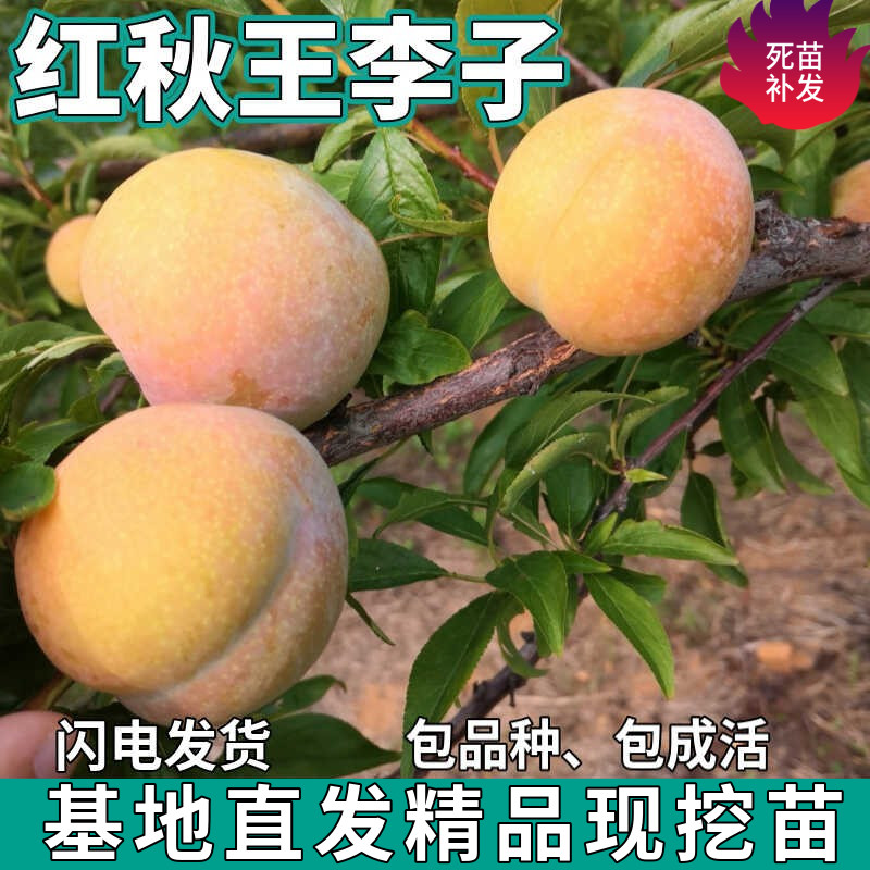 红秋王李子树苗南北方地栽庭院阳台盆栽种植特大果嫁接苗当年结果