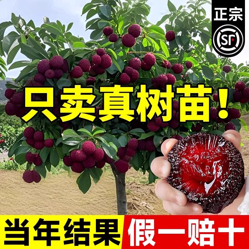 正宗仙居东魁杨梅树苗黑炭东槐特大嫁接果树苗南北方种植当年结果