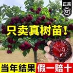 正宗仙居东魁杨梅树苗黑炭东槐特大嫁接果树苗南北方种植当年结果