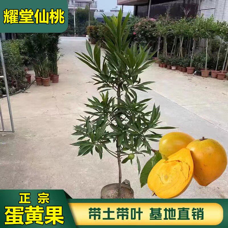 正宗耀堂仙桃苗树嫁接果树苗盆栽地栽当年结果蛋黄果带土叶黄果树