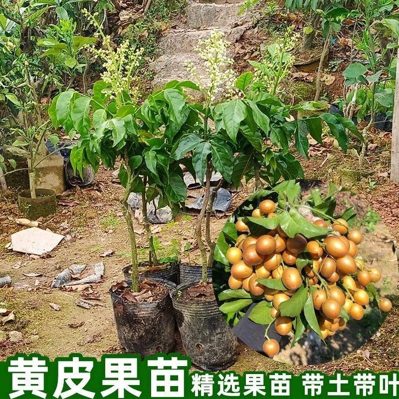 广东正宗鸡心纯甜冰糖黄皮果树嫁接好品种树苗南方庭院露天水果苗