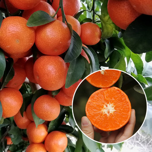 带果发货沙糖桔子树苗砂糖橘子苗金桔盆栽南方果树沃柑苗当年结果