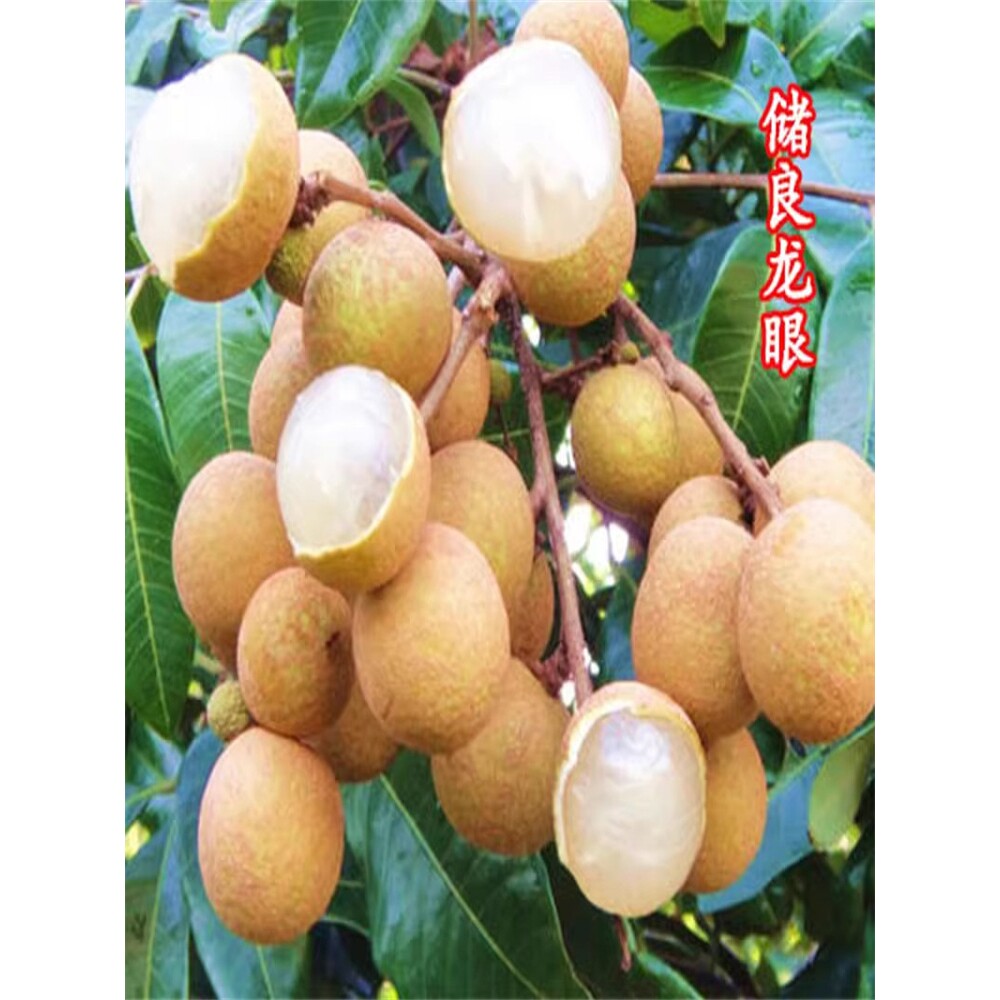 嫁接龙眼树苗石硖储良四季无核龙眼苗南北方种植带土发货当年结果
