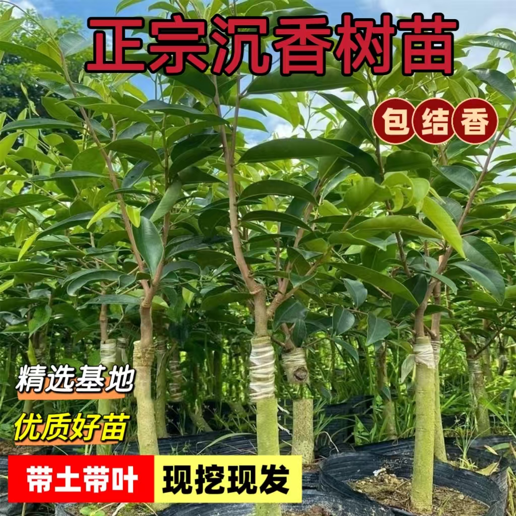 正宗奇楠沉香树苗珍贵药材海南沉香苗名贵苗木庭院绿化盆栽原生苗