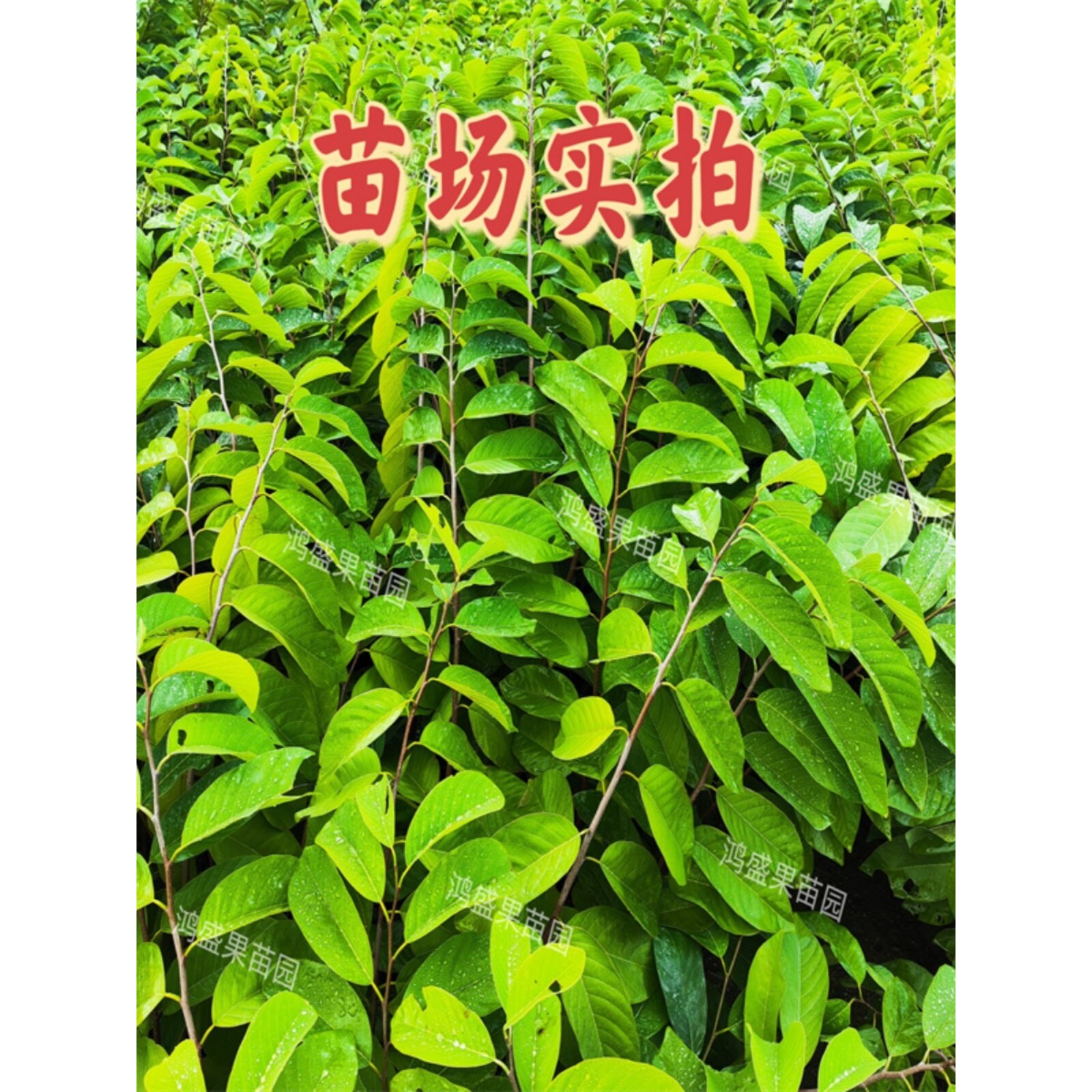 大果释迦果树苗嫁接凤梨释迦新品种番荔枝苗盆栽地栽当年开花结果