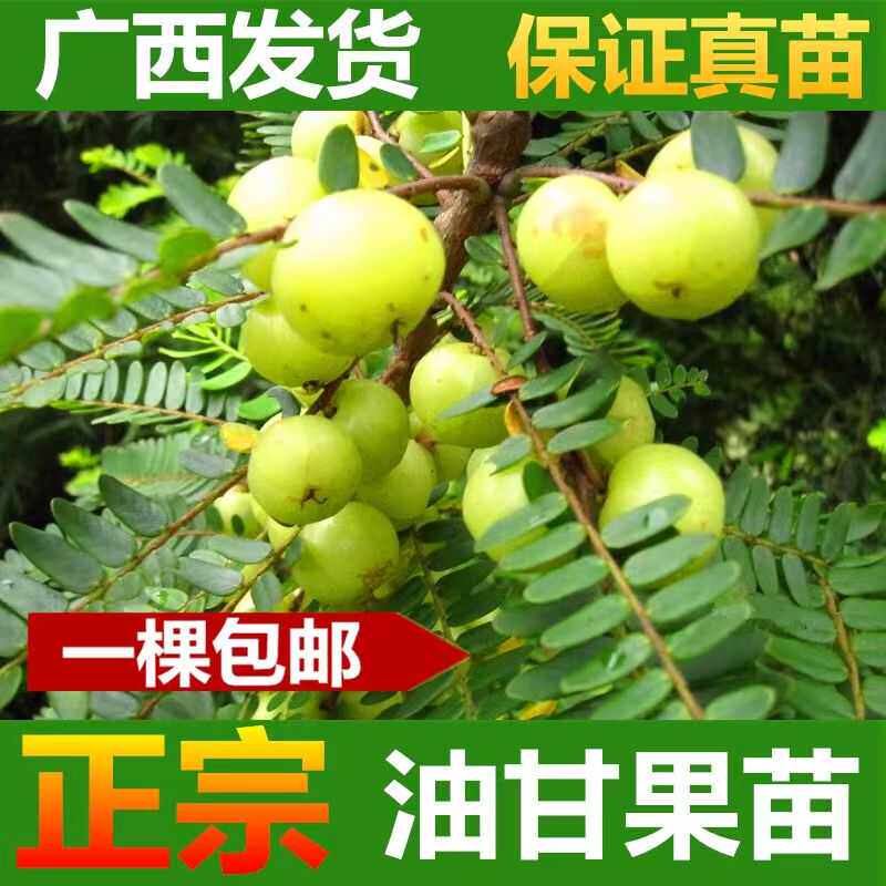 油甘果正品潮汕嫁接崩坎狮头柿饼橄榄甜油甘果树苗四季可种植