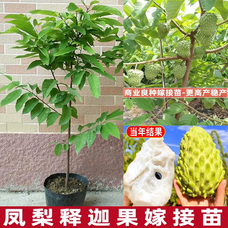特大牛奶释迦番荔枝林檎南方果树苗释迦果苗树嫁接台湾凤梨释迦苗