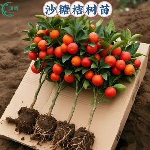 正宗广西砂糖橘树苗地栽盆栽沙糖桔种植橘子树苗嫁接果树果苗耐寒