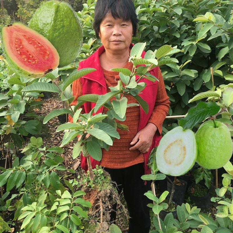 番石榴苖红心西瓜芭乐树苖正宗台湾四季珍珠番石榴果树苖当年结果