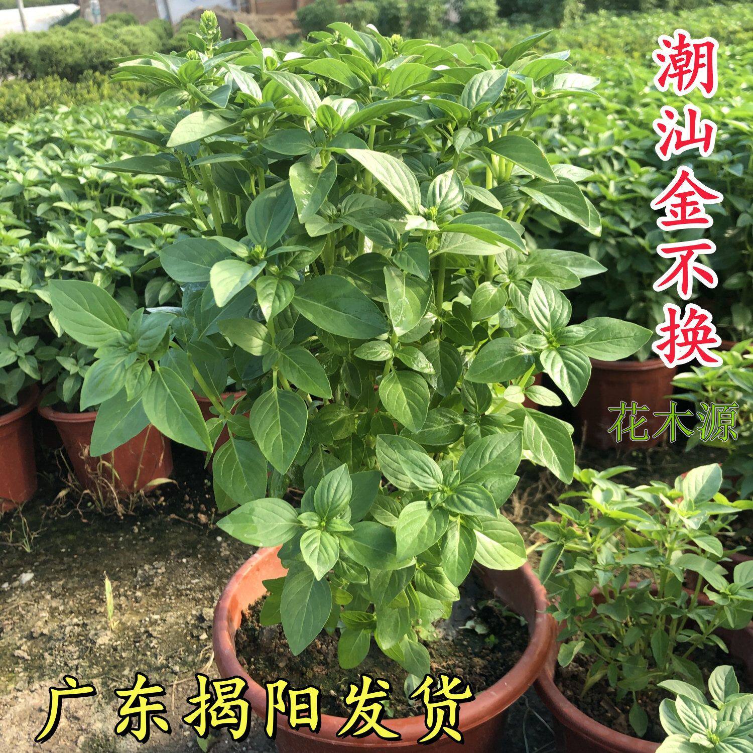 九层塔盆栽新鲜可食用金不换苗三杯鸡罗勒调味潮汕炒薄壳带叶带土