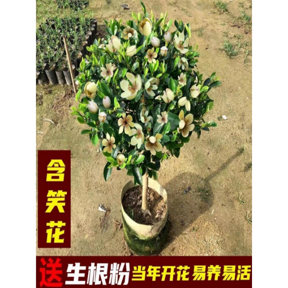 含笑花苗绿植盆栽绿化四季常青浓香花卉植物庭院阳台当年开花耐寒