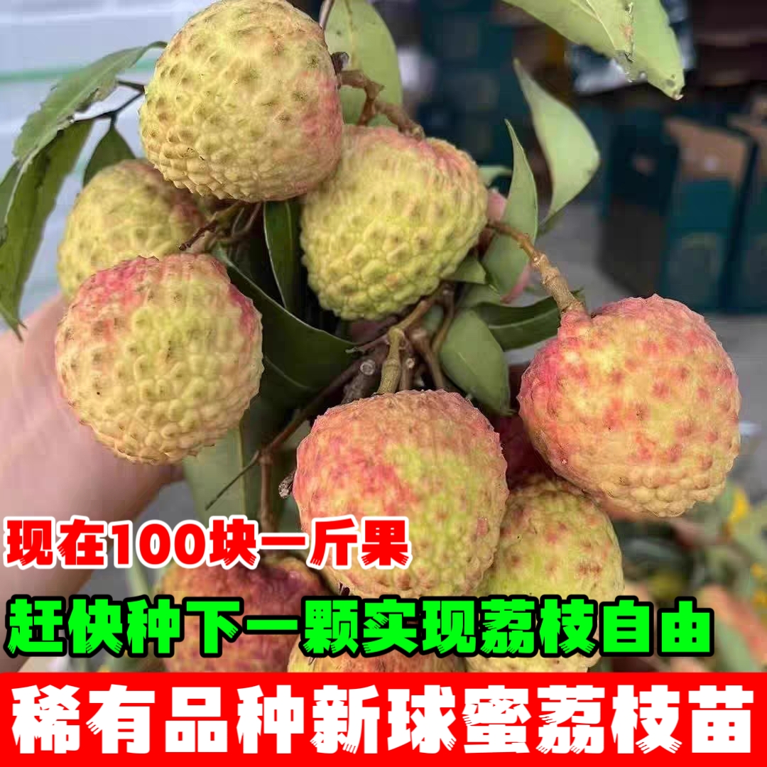 新品种新球蜜荔枝苗正宗嫁接苗耐寒耐旱南北方种植带土当年结果苗