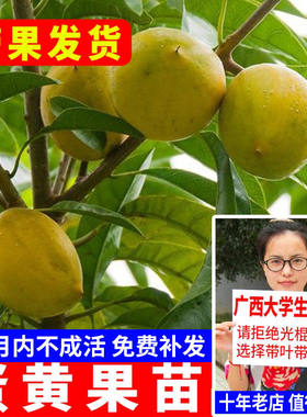 蛋黄果苗 正宗鸡蛋果树苗名贵仙桃水果树苗盆栽地栽带土带叶发货