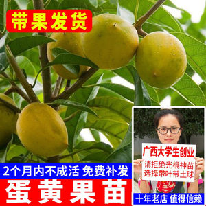 蛋黄果苗 正宗鸡蛋果树苗名贵仙桃水果树苗盆栽地栽带土带叶发货