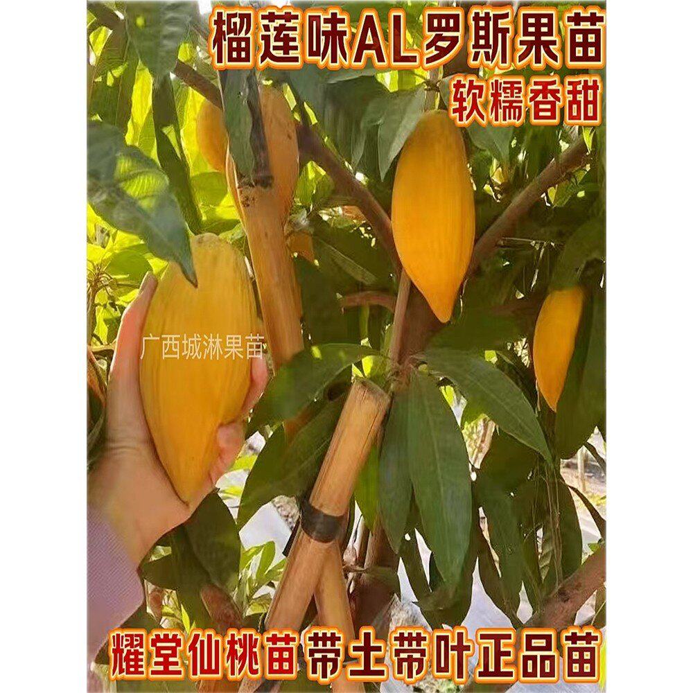 台湾耀堂仙桃苗嫁接木瓜仙桃鸡蛋果苗南方盆栽地四季结果蛋黄果苗
