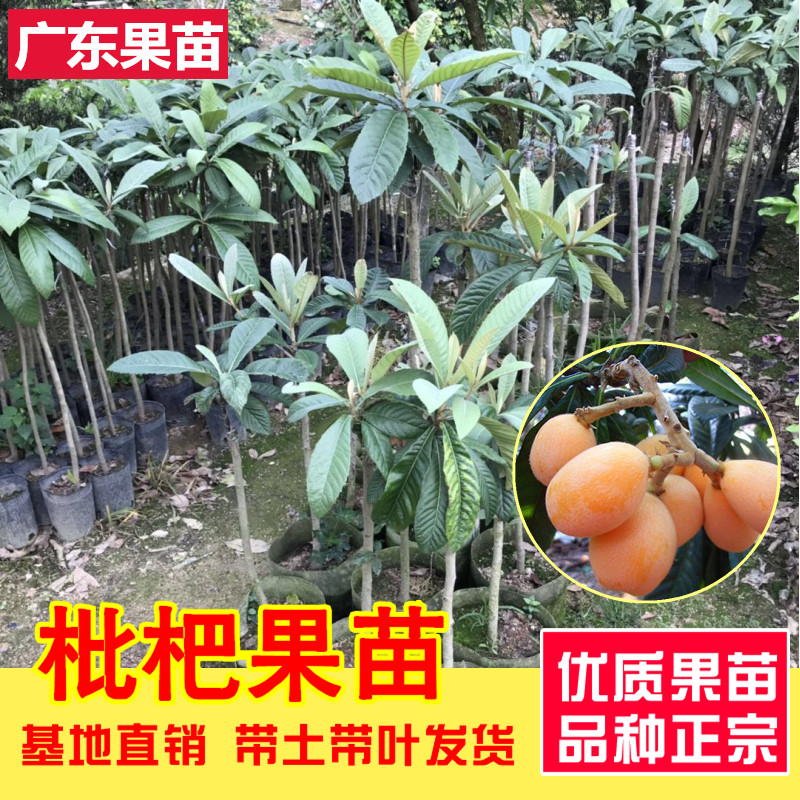枇杷果树苗正宗嫁接大五星甜枇杷树苗盆栽地栽南北方种植当年结果