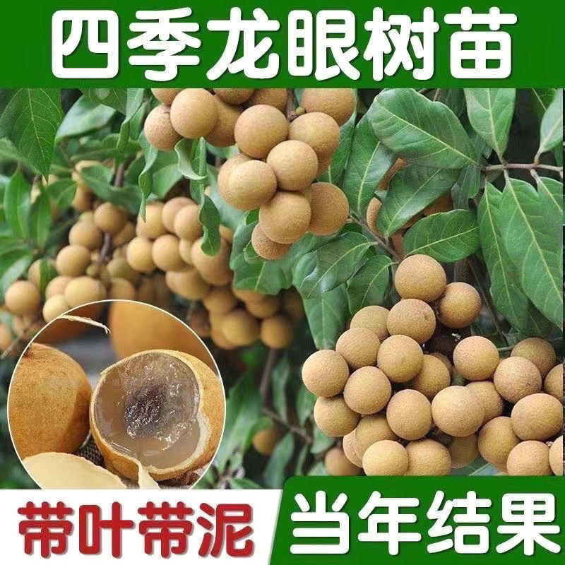 龙眼树苗四季挂果无核红皮石硖龙眼储良四季龙眼果树苗嫁接苗地栽