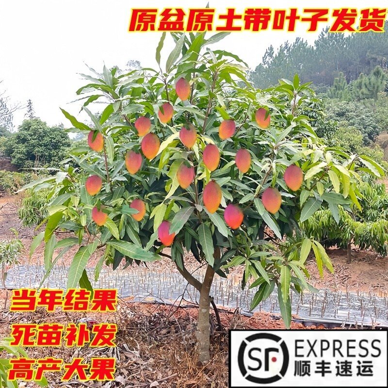 广西嫁接芒果树苖贵妃芒四季芒金煌芒果树苗南方当年结果盆栽地栽