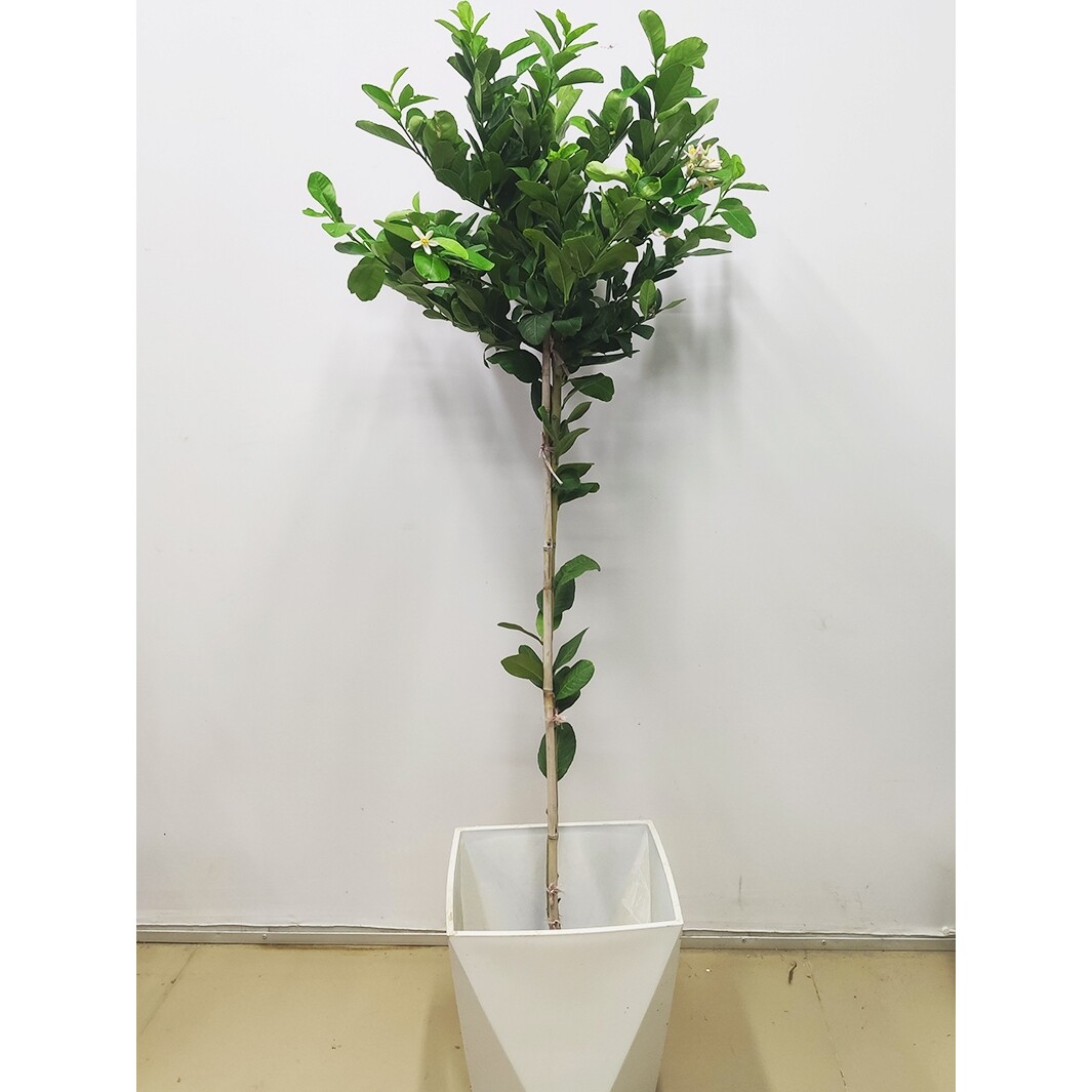香水柠檬树盆栽大型室内网红绿植开花开果盆栽高杆棒棒糖植物好养