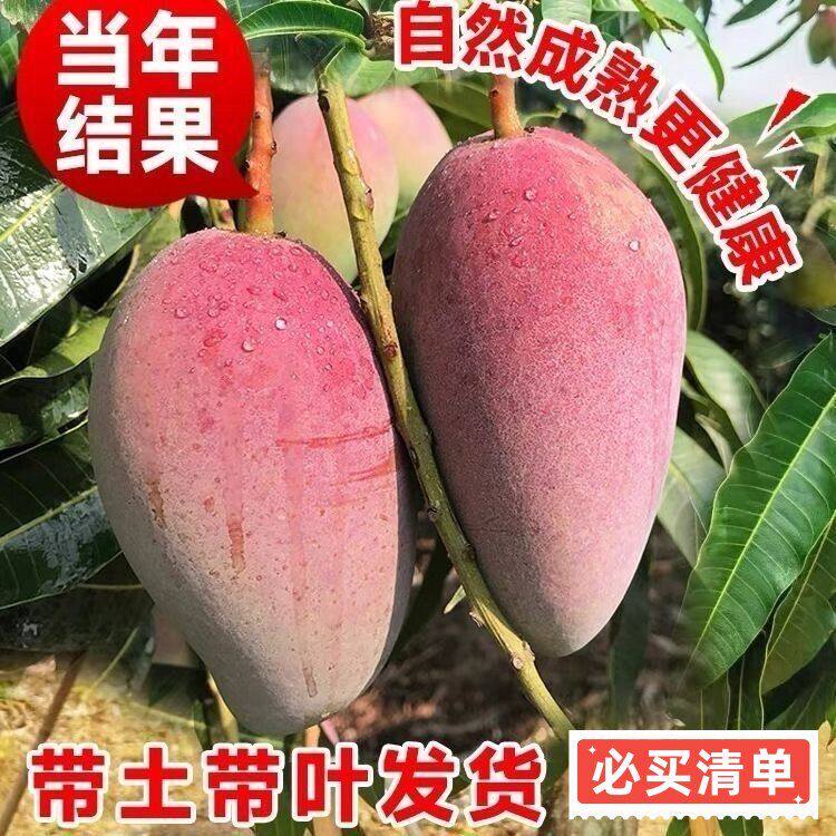 正宗芒果树苗贵妃芒果苗南方北方种植嫁接苗金焕芒果树苗广东发货