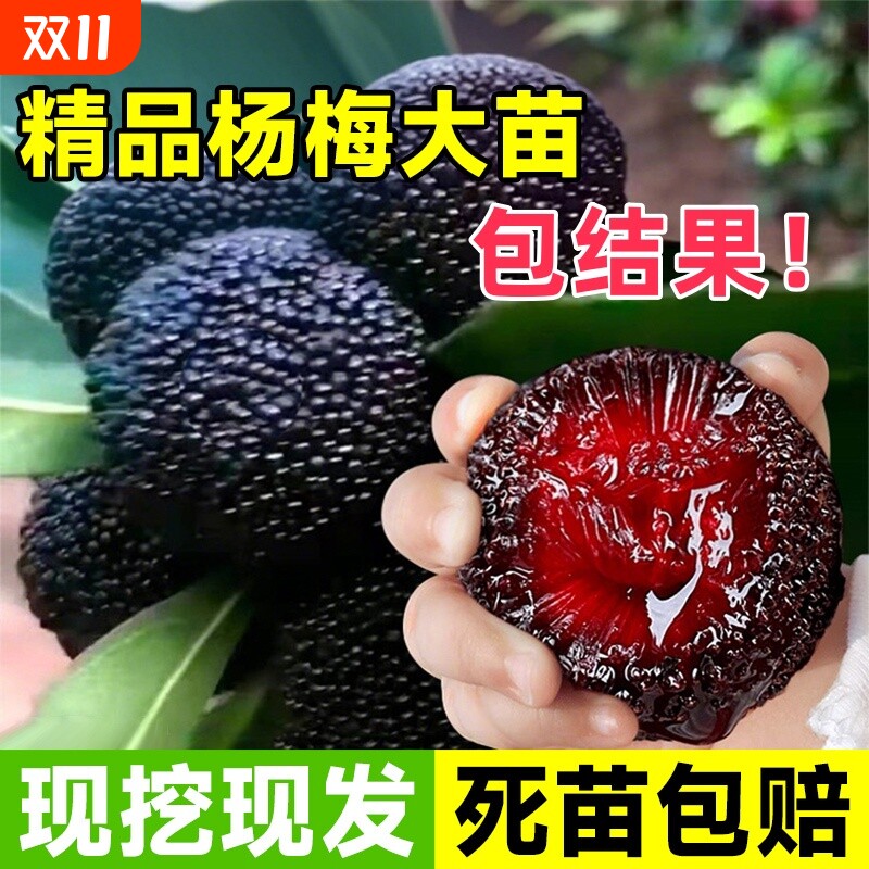 仙居东魁杨梅树树苗南方当年结果嫁接荔枝水果树果苗特大东槐庭院