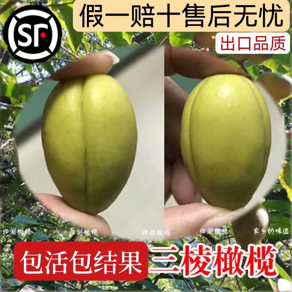 正品潮汕青橄榄苗甜种橄榄嫁接苗三棱橄榄乌橄榄水果树苗带土带叶