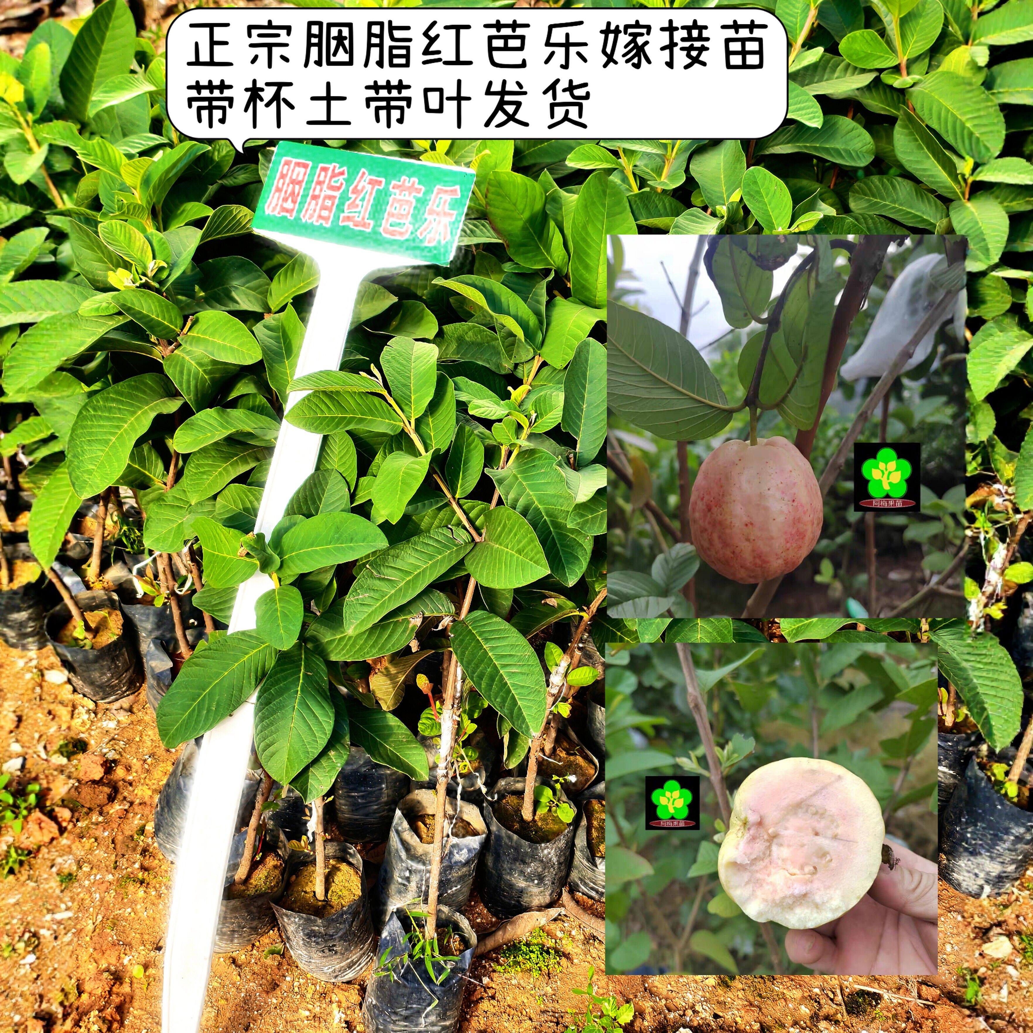 胭脂红芭乐嫁接苗 番石榴 四季结果 软糯香甜 当年结果 红肉芭乐