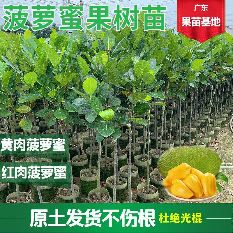 四季菠萝蜜树树苗嫁接红肉菠萝蜜树苗马来西亚1号黄肉干苞果树苗