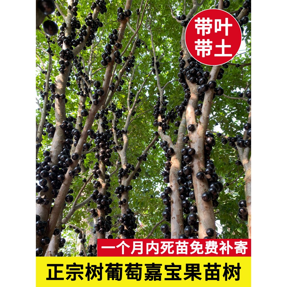 【带花果】嘉宝果苗树葡萄苗沙巴/红妃/艾斯卡嘉宝果树大树加宝果