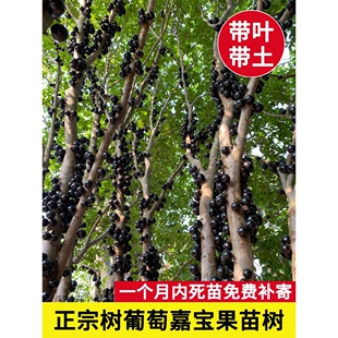 【带花果】嘉宝果苗树葡萄苗沙巴/红妃/艾斯卡嘉宝果树大树加宝果