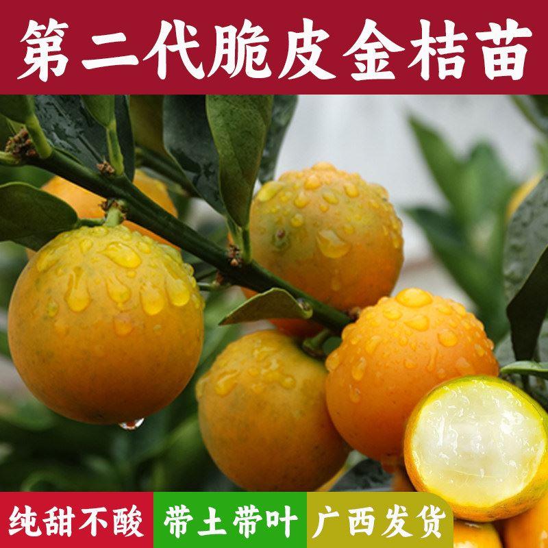 广西融安脆皮金桔苗水果树苗第二代滑皮正宗嫁接盆栽地栽蜜桔子苗