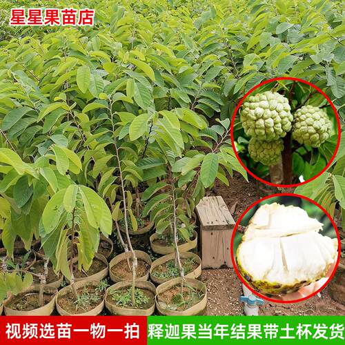 释迦果苗树嫁接台湾凤梨释迦苗大榴莲释迦果番荔枝盆栽地栽果树苗