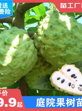番荔枝台湾释迦佛头果林檎唛螺陀摩尼果番鬼荔枝巨型荔枝果树苗木