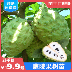 番荔枝台湾释迦佛头果林檎唛螺陀摩尼果番鬼荔枝巨型荔枝果树苗木