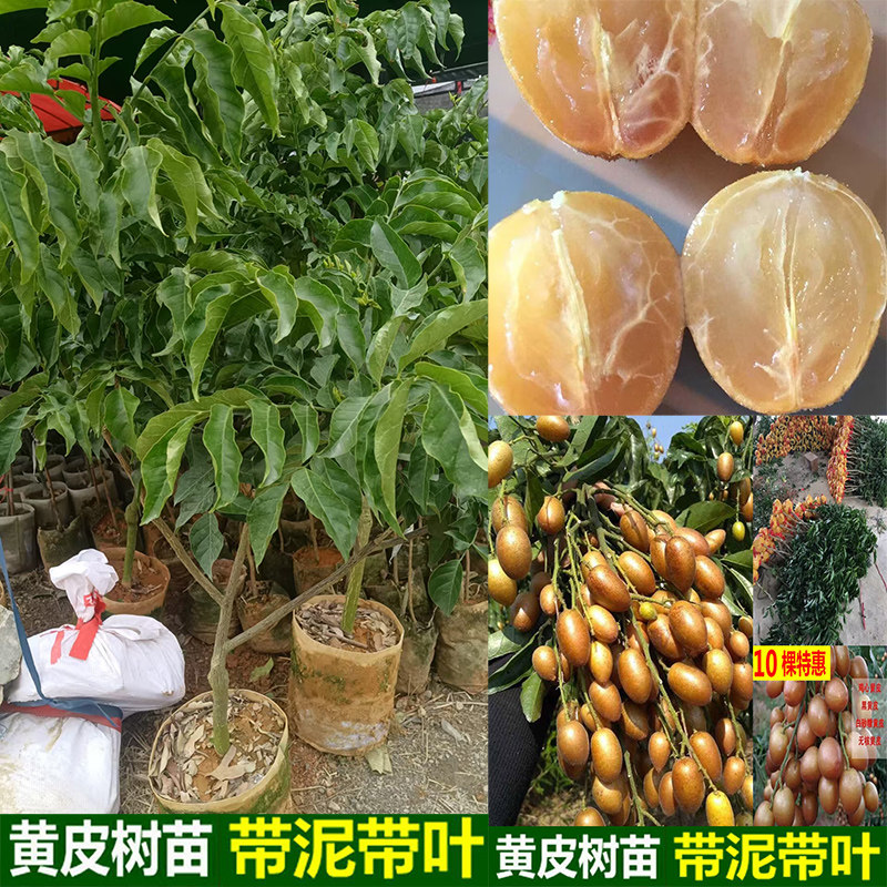 正宗嫁接黄皮果苗黑黄皮冰糖贵妃无核无籽紫色紫肉果苗南北方种植